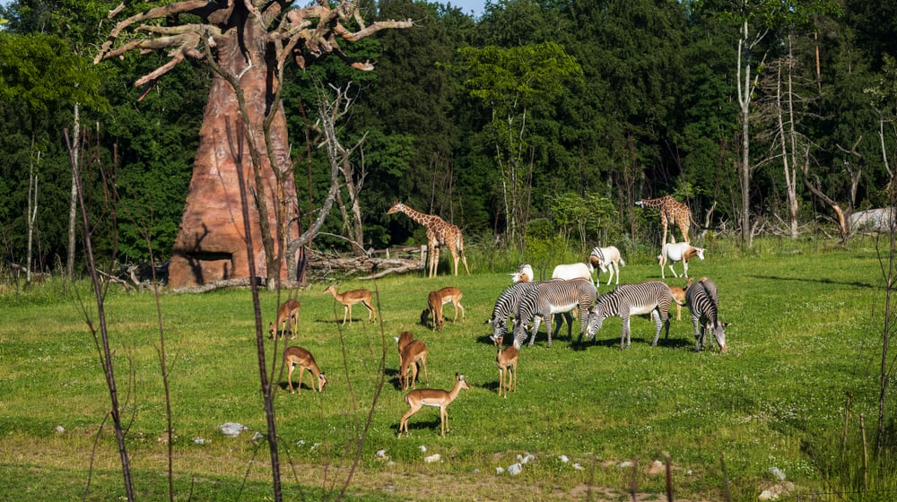 Lebensgemeinschaft in der Lewa Savanne im Zoo Zürich.