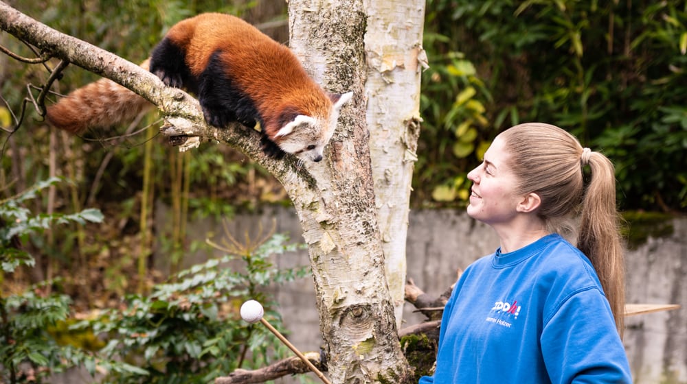 Tierpflegerin mit Rotem Panda im Zoo Zürich