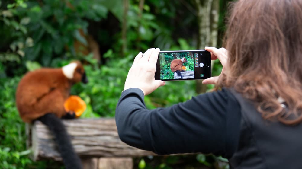 Smartphone-Fotografie im Masoala Regenwald.