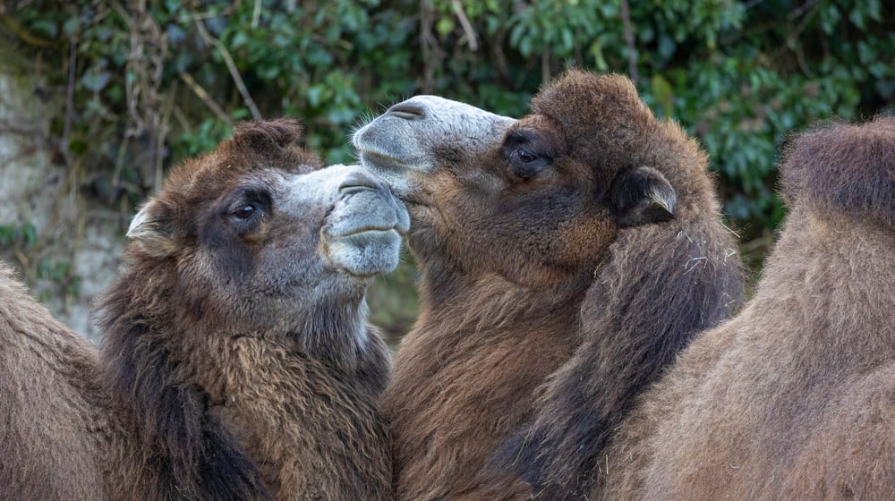 Trampeltiere im Zoo Zürich (2022). 