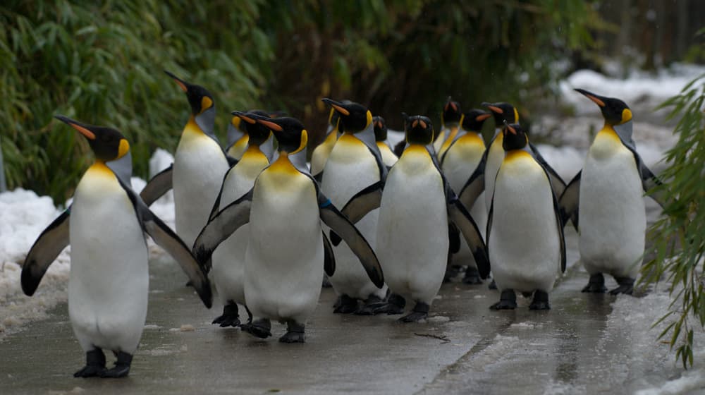 Königspinguine beim Spaziergang im Zoo Zürich (2009).