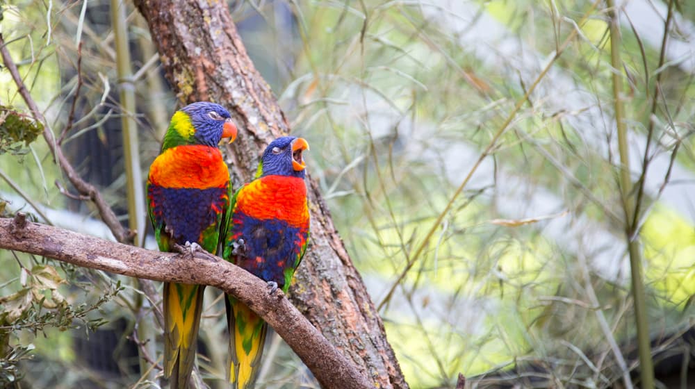 Regenbogenloris in der Lori-Voliere des Zoo Zürich.