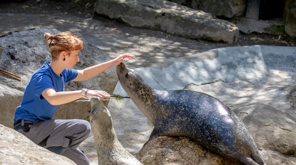 Tierpflegerin mit Seehunden im Zoo Zürich