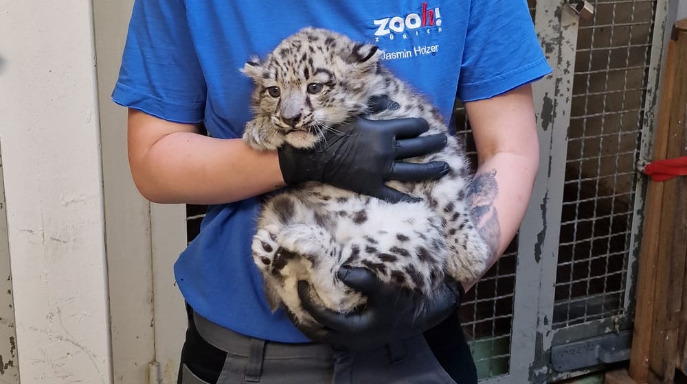 Schneeleoparden-Jungtier im Zoo Zürich bei der ersten Tierarztkontrolle.