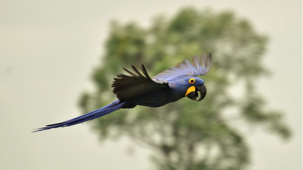 Hyazinthara im Flug