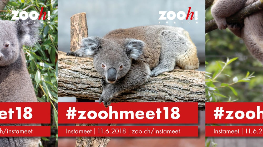 Infogram #zoohmeet18.
