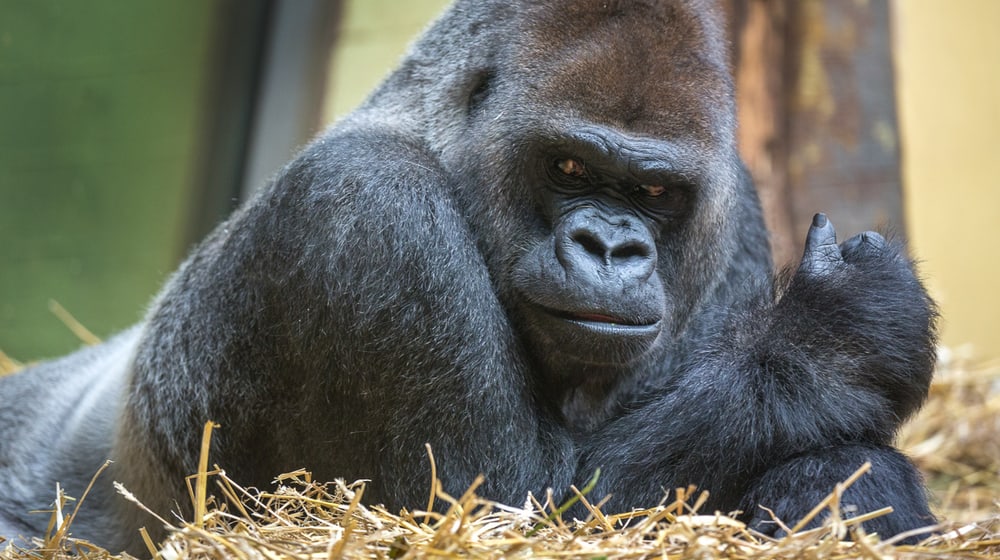 Westlicher Flachlandgorilla N'Gola im Zoo Zürich.