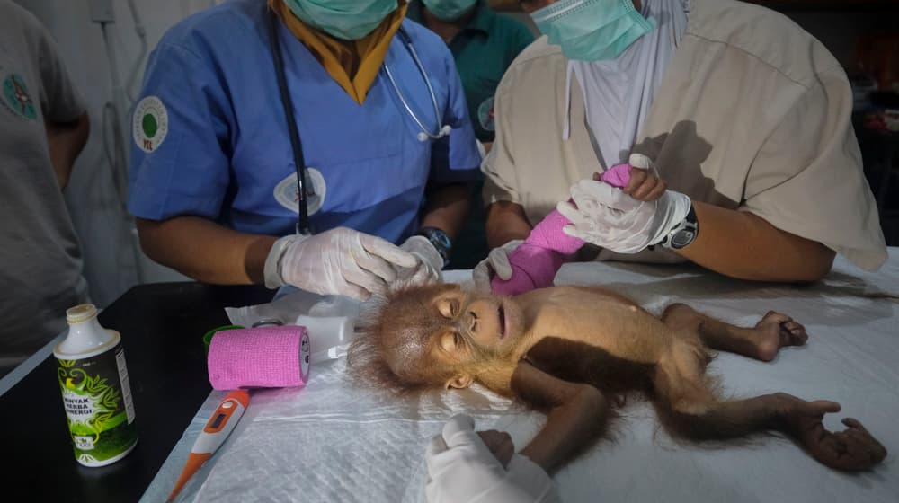Das junge Orang-Utan-Weibchen Brenda beim Medizincheck durch das Veterinärteam der Stiftung PanEco.
