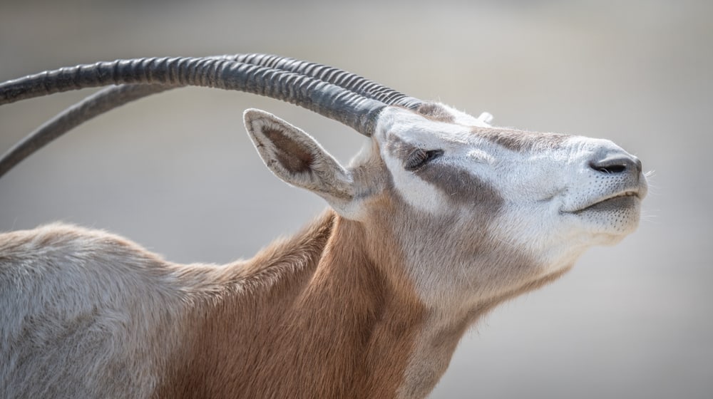 Säbelantilope (Oryx dammah)