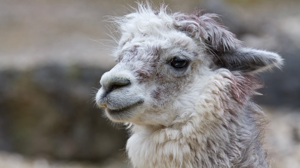 Alpaka im Zoo Zürich