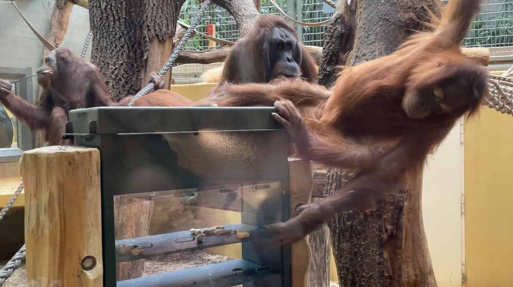 Futterautomat bei den Orang-Utans im Zoo Zürich.
