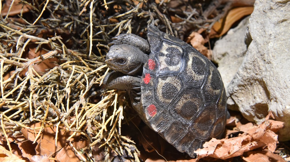 Junge Galapagos-Riesenschildkröte im Zoo Zürich.