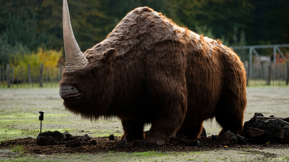 Elasmotherium in der Eiszeitausstellung «Kaltgestellt» im Zoo Zürich.