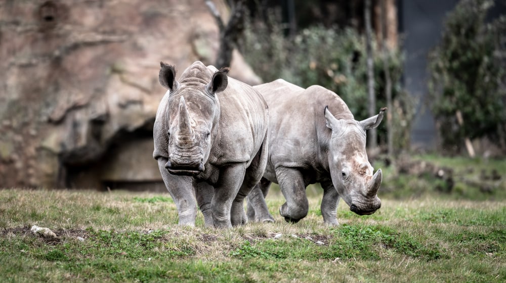 Breitmaulnashörner Teshi und Rami in der Lewa Savanne im Zoo Zürich.
