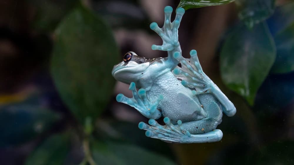 Baumhöhlen-Krötenlaubfrosch im Zoo Zürich.