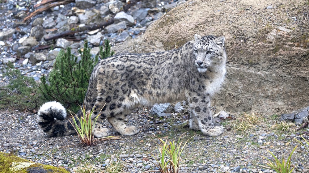 Schneeleopard im Zoo Zürich, März 2025.