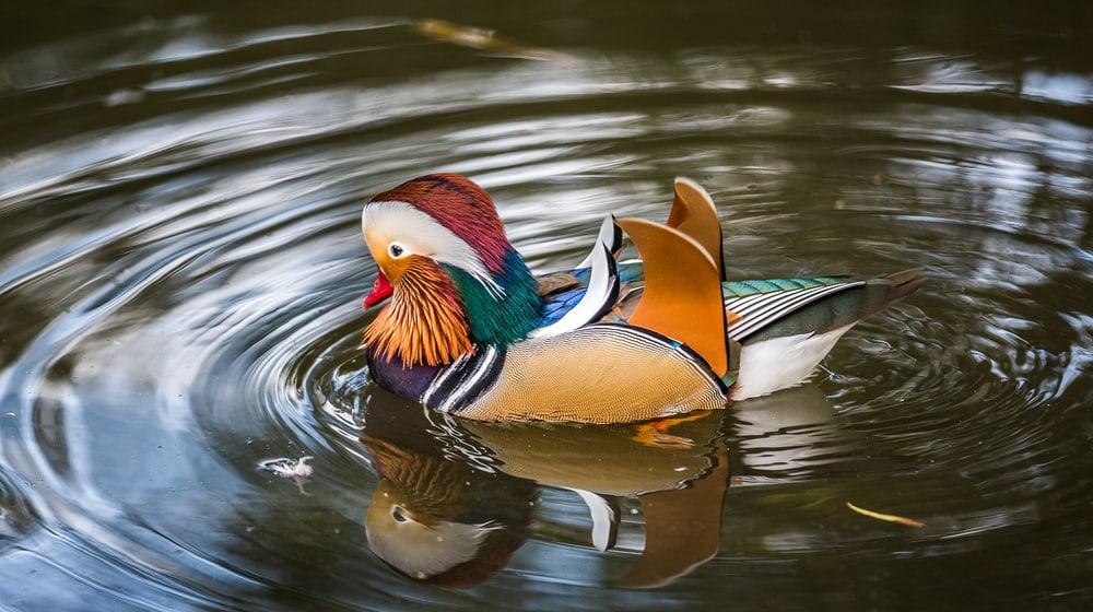 Mandarinente im Zoo Zürich