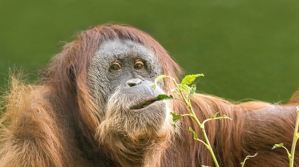 Sumatra-Orang-Utan Oceh