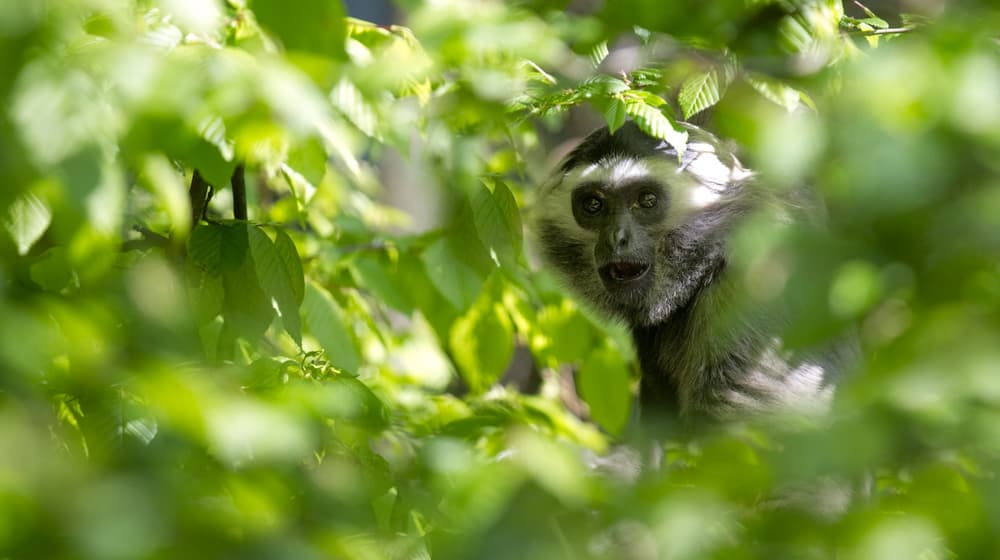 Kappengibbon im Zoo Zürich