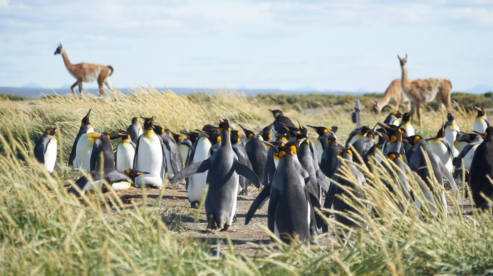 Königspinguin-Kolonie auf Feuerland mit Guanakos.
