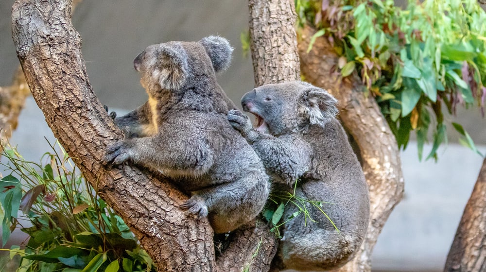 Koala Maisy