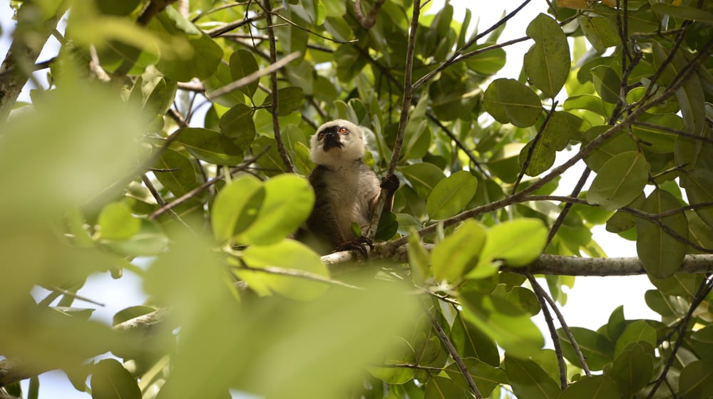 Ein Weisskopfmaki im Masoala Nationalpark auf Madagaskar.