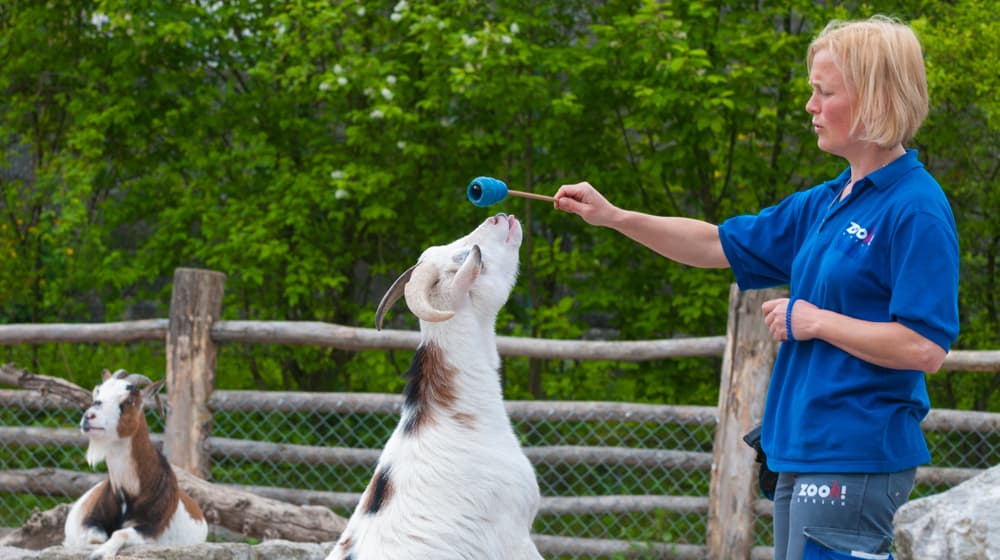 Targettraining im Zoo Zürich