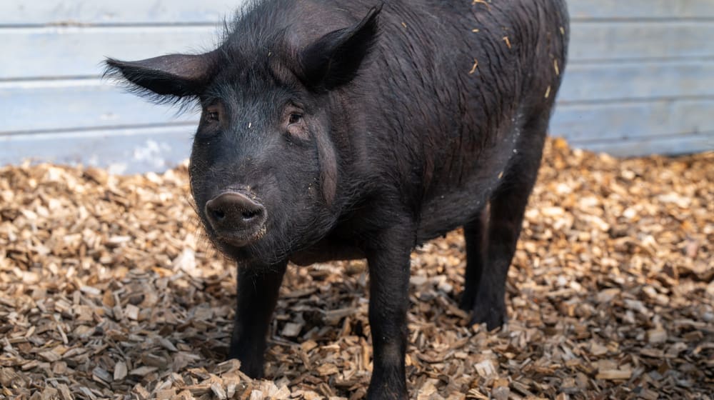 Schwarzes Alpenschwein im Zoolino des Zoo Zürich.