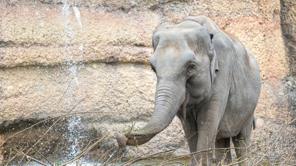 Ceyla-Himali im Kaeng Krachan Elefantenpark des Zoo Zürich.