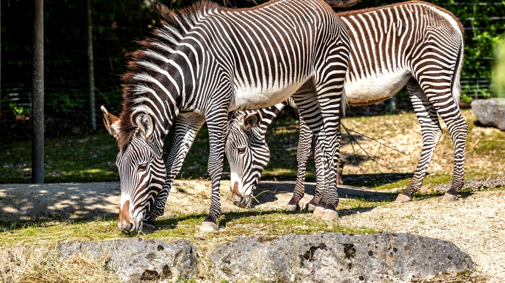 Grevyzebras Tana und Riha im Zoo Zürich.