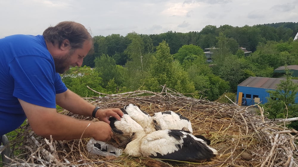 Beringung junger Weissstörche im Zoo Zürich.