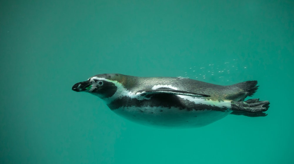 Humboldtpinguin im Zoo Zürich