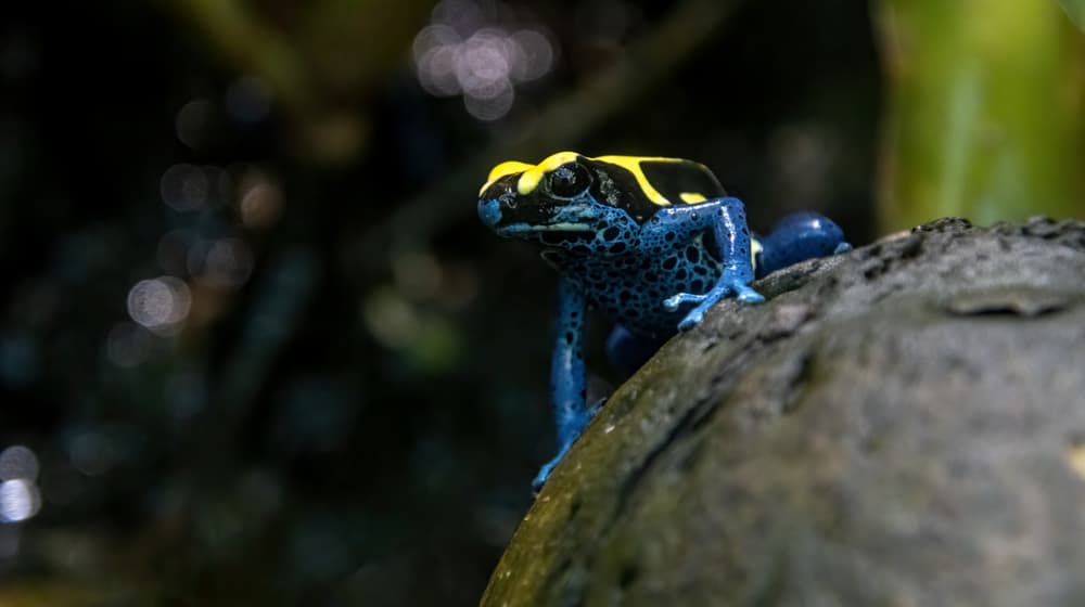 Färberfrosch im Zoo Zürich