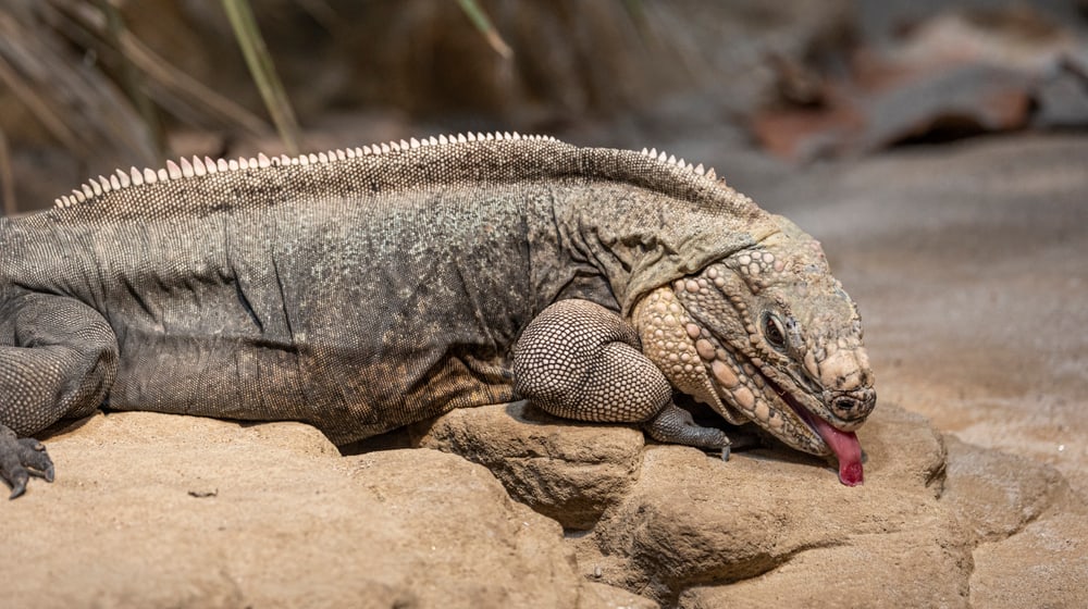 Exuma-Wirtelschwanzleguan