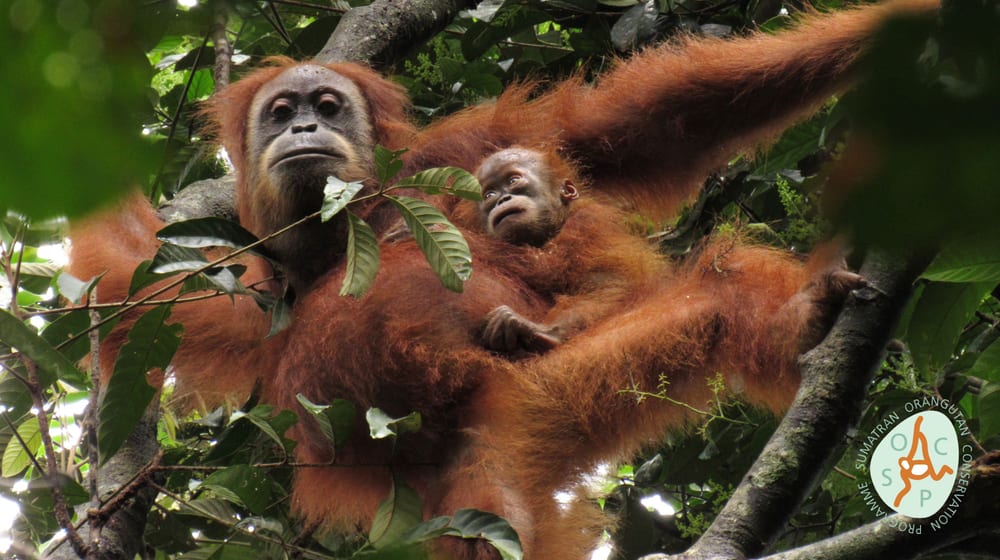Die wiederausgewilderte Orang-Utan-Dame «Marconi» und ihr Sohn «Masen» in Jantho, Sumatra.