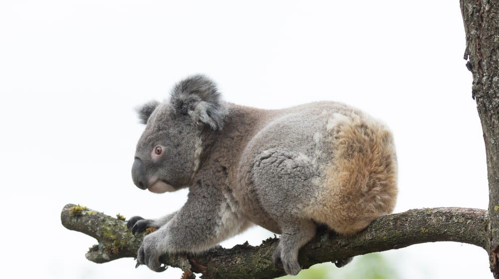 Koala im Zoo Zürich.