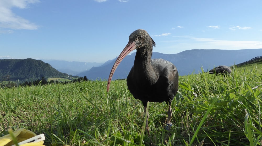 Juveniler Waldrapp des Waldrappteamprojekts.