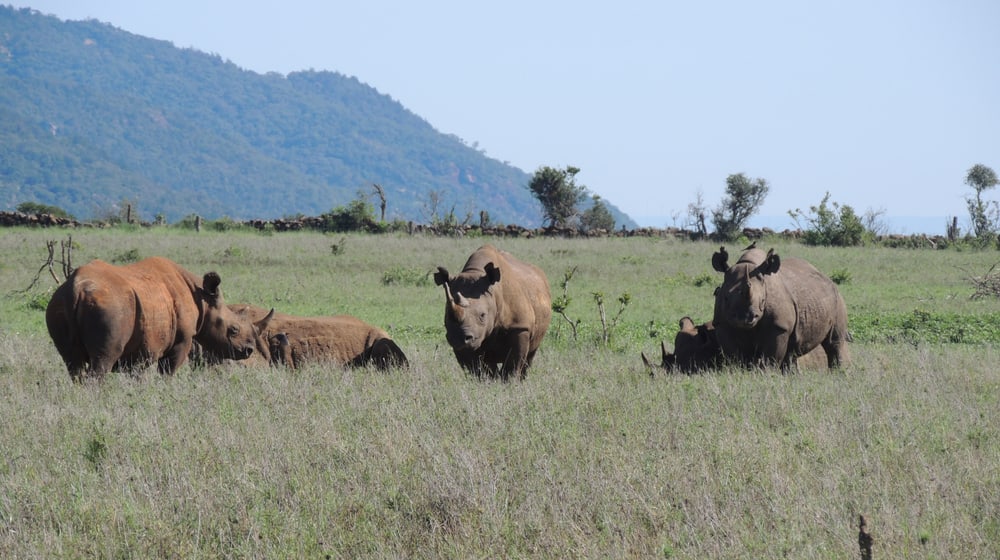 Spitzmaulnashörner im Lewa Wildlife Conservancy in Kenia.