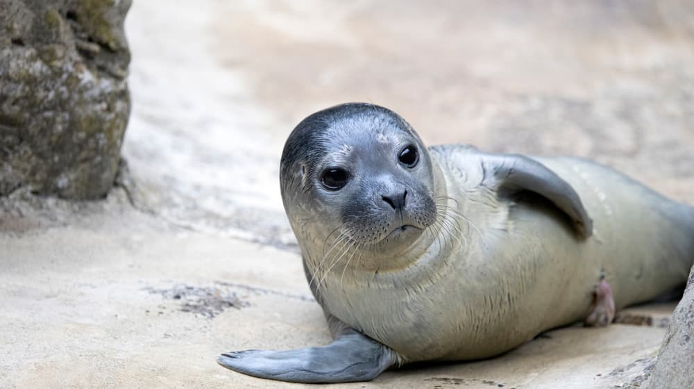 Junger Seehund im Zoo Zürich.