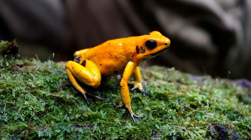 Phyllobates terribilis.