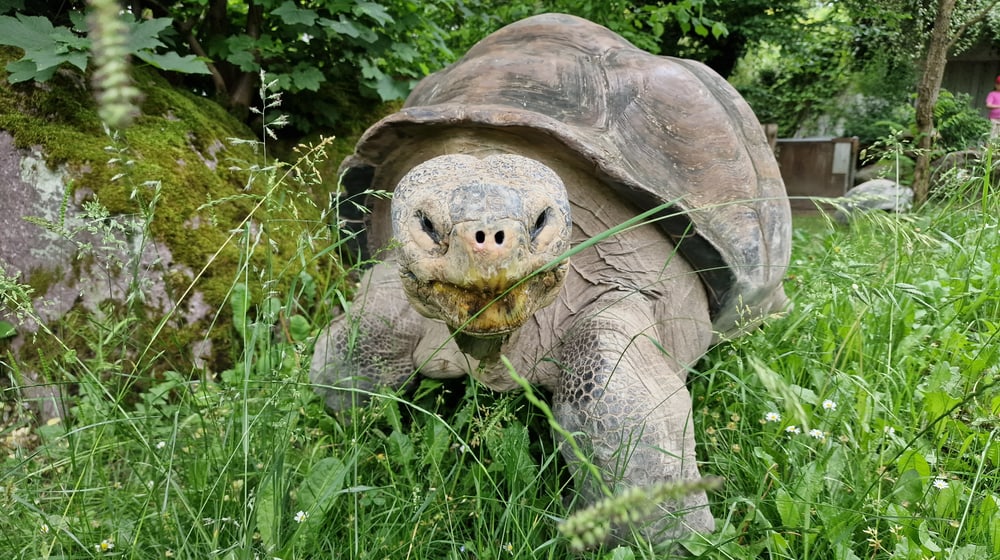 Galapagos-Riesenschildkröte bei der Eröffnung der Aussensaison 2022.