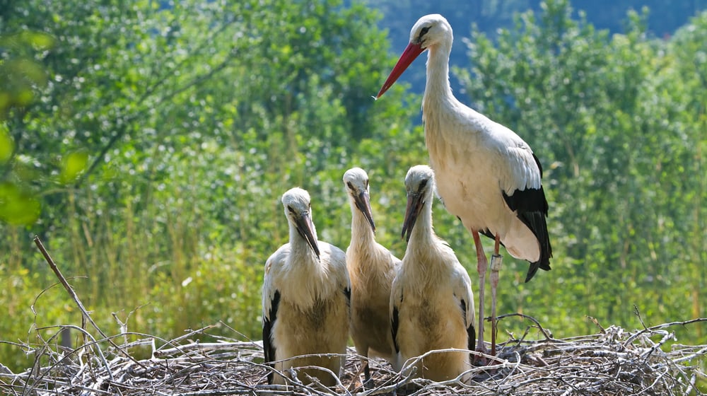 Europäischer Weissstorch mit Jungtieren im Zoo Zürich.