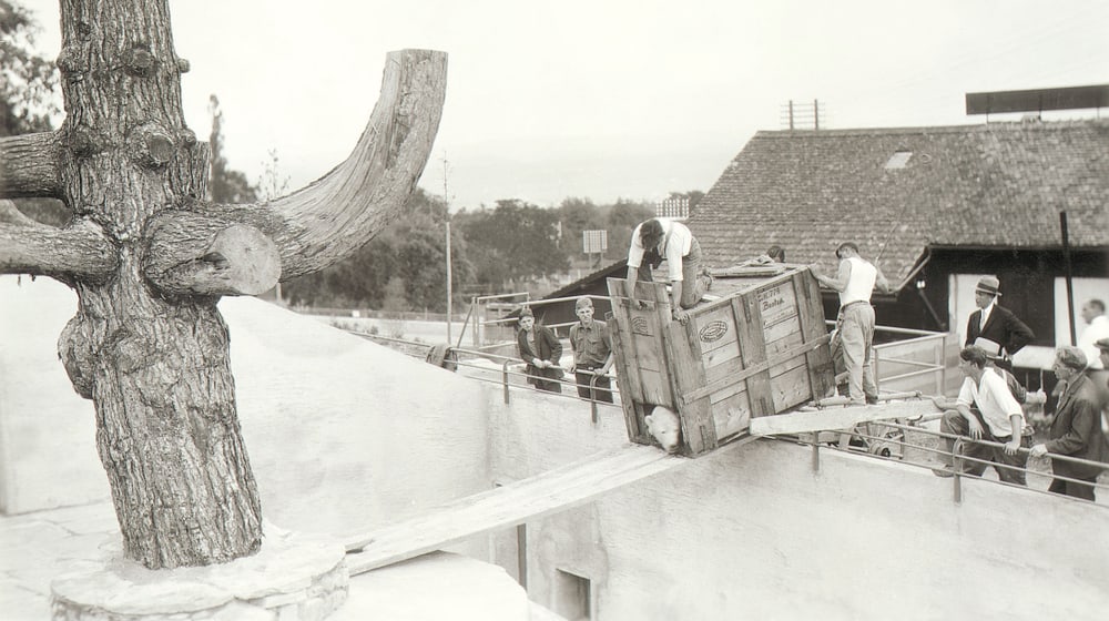 Historische Aufnahme Zoo Zürich