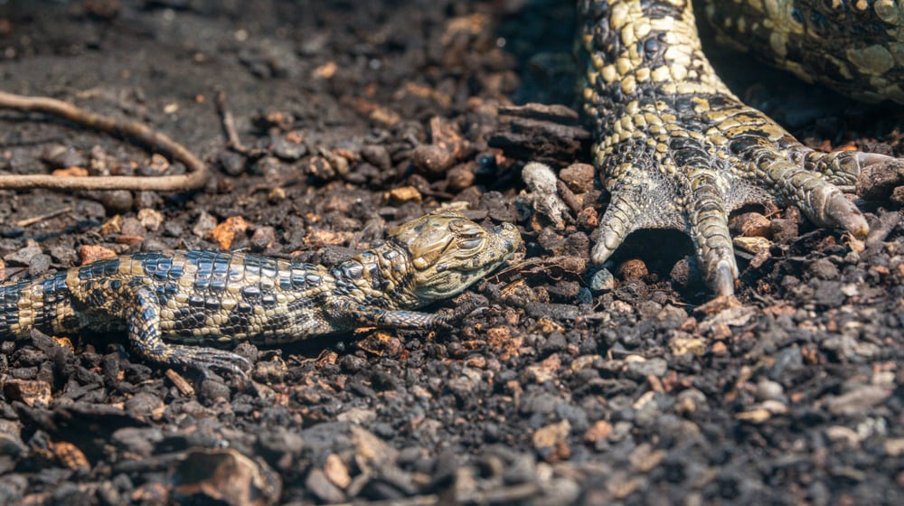 Junger Breitschnauzenkaiman neben Erwachsenentier im Zoo Zürich.