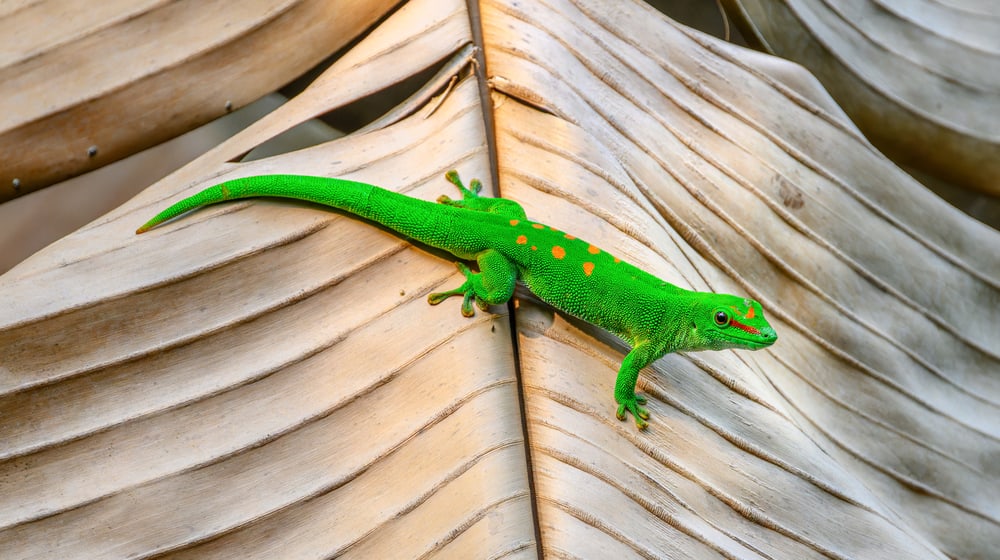 Grosser Madagaskar-Taggecko im Masoala Regenwald im Zoo Zürich.
