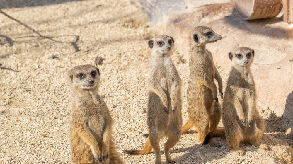 Erdmännchen in der Lewa Savanne des Zoo Zürich