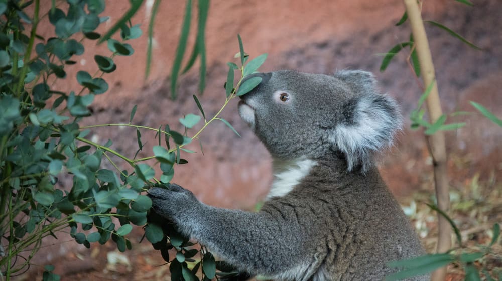 Koala in der Australienanlage im Zoo Zürich.