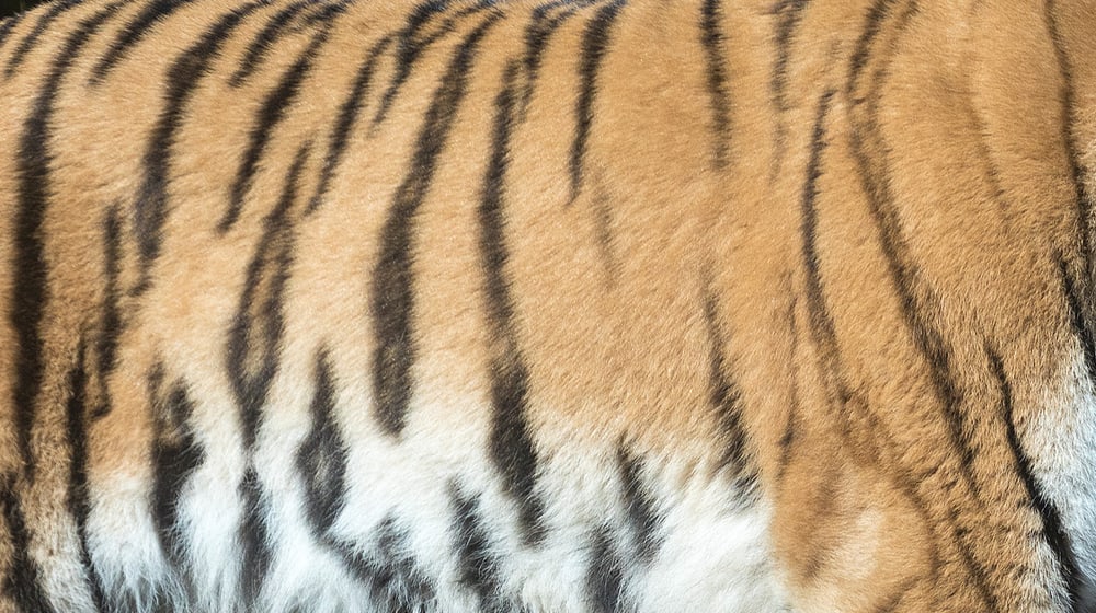 Fell eines Amurtigers im Zoo Zürich.