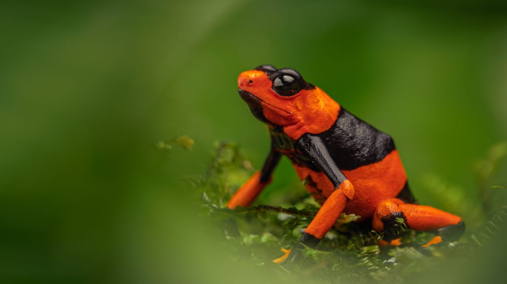 Lehmanns Baumsteiger (Oophaga lehmanni); erste Auswilderung von 29 Tieren aus der Zuchtstation Calì Zoo; erste Amphibien-Auswilderung in Kolumbien.