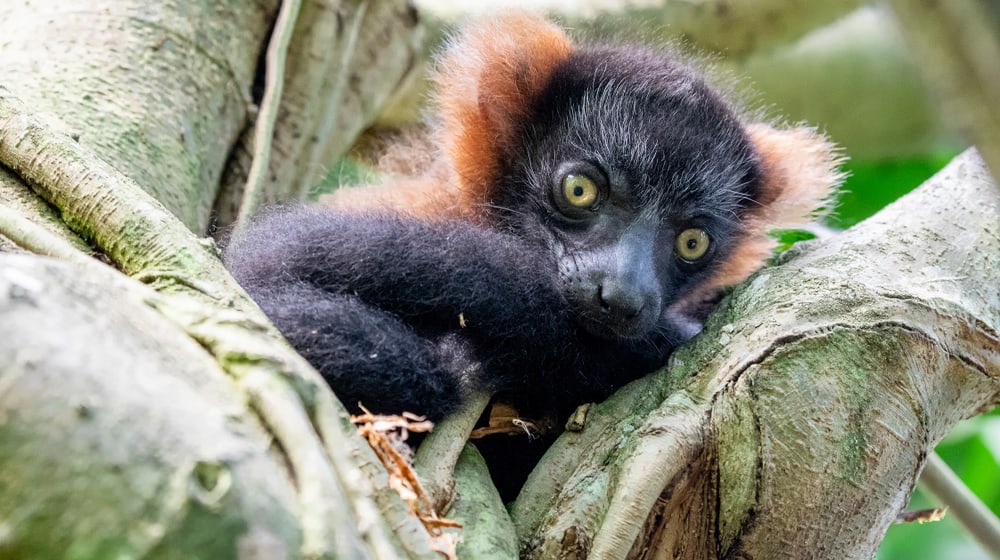 Junger Roter Vari im Masoala Regenwald im Zoo Zürich.